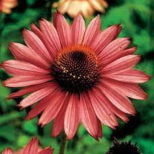 Magnus Coneflower 50 Seeds Http Supplies Myraisedbedgarden Net Seeds Bulbs Plants Flowers A D Coneflowers Magnus Coneflower Flower Seeds Plants Perennials