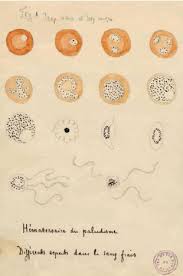 The parasites are spread to people through the bites of infected female anopheles mosquitoes, called for travellers, malaria can be prevented through chemoprophylaxis, which suppresses the blood stage of malaria infections, thereby preventing. Discovery Of The Malaria Parasite 1880 The Scientist Magazine