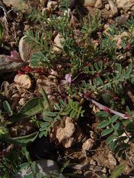 Image result for Eriosema flexuosum