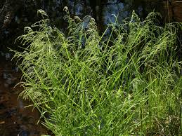 Image result for Elymandra grallata