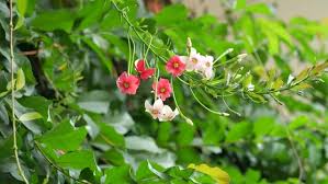 Image result for Combretum psidioides