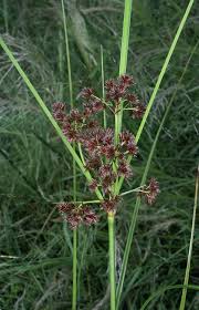 Image result for Cyperus sp.no.4