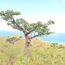 Image result for Sterculia africana