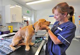 Over the time it has been ranked as high as 2 805 019 in the world. Home Vetpartners