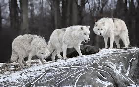 White wolf wolf wallpaper 4k x white wolf wolf wallpaper 4kpx. Hungry Wolves In Winter Three White Wolves Hungry Wolves Winter Hd Wallpaper Wallpaperbetter