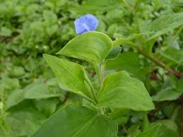 Image result for Commelina