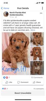 Goldendoodle babies are our specialty. North Florida Mini Goldendoodles Home Facebook