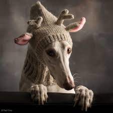 Pin On Vor Allem Hunde
