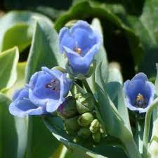 Please complete your information below to creat an account. Oyster Plant Seeds Buy Mertensia Maritima Seeds And Plants