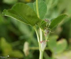 Image result for Trifolium isthmocarpum