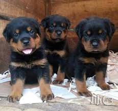 50% off, 1 year health guarantee, shipping available. Box Head Rottweiler Pups For Sale In Lagos State Dogs Puppies Kolapo Sean Jiji Ng