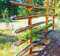 Vertical strawberry planting tips and varieties