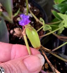 Image result for Coleotrype natalensis