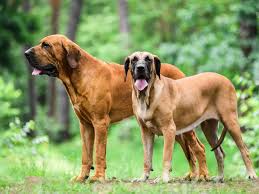 Tricolor pode garantir vaga direta à fase de grupos da libertadores se acabar a competição em quinto. Fila Brasileiro Brazilian Mastiff Full Profile History And Care
