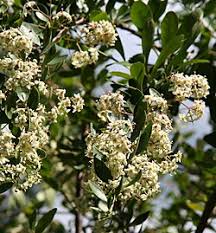 Image result for Putterlickia verrucosa