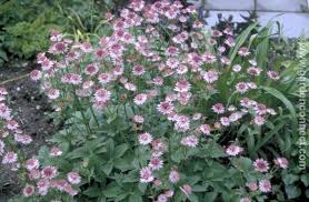 Image result for Astrantia major `Roma`