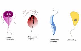 Check spelling or type a new query. Protozoan Protists