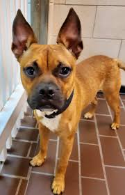 Bay Area briefs: La Porte police upgrade cameras for uniforms, cars