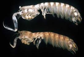 Image result for Platostoma montanum