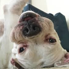 Therefore we often have many beautiful boxers in need of forever homes. Home Blue Ridge Boxer Rescue