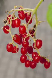 Image result for Cyphostemma lanigerum