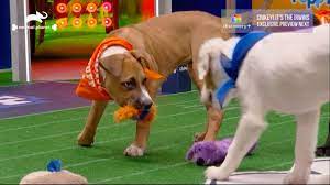 Puppy bowl 2021 how to watch. Puppy Bowl 2021 Team Ruff Wins With Dramatic Last Minute Comeback Cnn