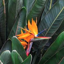 The flower imitates a bird with yellow beaks, black eyes, and petals that look like wings. Bird Of Paradise Strelitzia Reginae Australian Plants Online