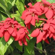 Image result for Mussaenda