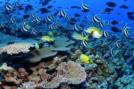 Signature Snorkeling – ScubaCaribe