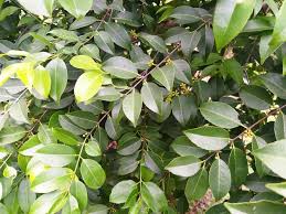 Image result for Salacia orientalis