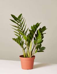 Pure beauty farms 11 oz. Zz Plant Aroid Palm Care Growing Guide