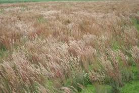 Image result for Koeleria