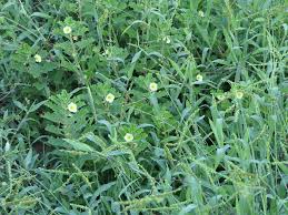 Image result for Pedaliaceae