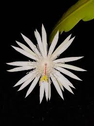 Queen Of The Night In Full Bloom At Midnight Very Fragrant Tropical Garden Bloom Plants