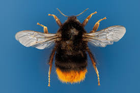 Image result for Bombus lapidarius