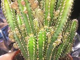 Many growers label this succulent as the fairy castle since its columnar shape makes it look closely similar to the small towers known as turrets that project vertically on a castle's walls. Fairy Castle Cactus Is It Rotting