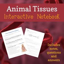 Connective, muscle, nervous, and epithelial. Animal Tissues Notebook Printable Interactive Notebooks Tissue Teacher Notes