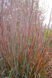 Schizachyrium scoparium 'standing ovation' puts on a dazzling. North Creek Nurseries
