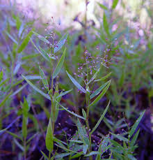 Image result for Dichapetalum rhodesicum