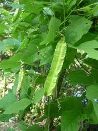 Pokok kacang botor tumbuh melilit dan memerlukan pancang/kayu junjung untuk memanjat. Murah Mudah Didapati Tapi Power Manfaatnya 7 Khasiat Kacang Botol Yang Ramai Tak Tahu