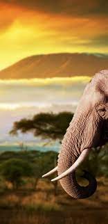 Samsung Galaxy A8 2018 Wallpapers Elephant Wallpaper Elephant Animals