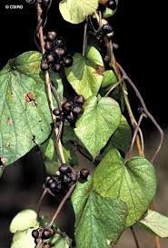 Image result for Lepistemon