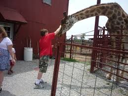 Me Petting A Giraffe At Tennessee Safari Park Safari Park Safari Fort Campbell