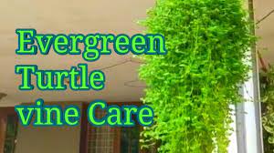 Evergreen Turtle Vine Care And Propogation Fast Growing Hanging Plant Salu Koshy Malayalam Care Youtube Hanging Plants Plants Garden Wall Art