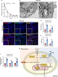 You have to disable the antivirus before you download this app. Exploiting Oxidative Phosphorylation To Promote The Stem And Immunoevasive Properties Of Pancreatic Cancer Stem Cells Nature Communications