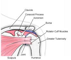 The humerus is the upper arm bone. Shoulder Canadian Orthopaedic Foundation Canadian Orthopaedic Foundation