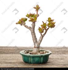 Little Money Bonsai Tree Crassula Ovata Royalty Free Image 28295922 Panthermedia Stock Agency