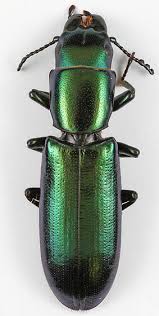 Image result for Gnidia virescens