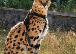 A flight is booked, usually on monday, and kittens are generally sent on friday. Savannah Canada Serval And Savannah Breeder Breeder Advisor