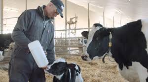 We are committed to using our cargill carries a full range of poultry feed for various species including broiler, layer, duck, and quail. Dairy Cattle Cargill